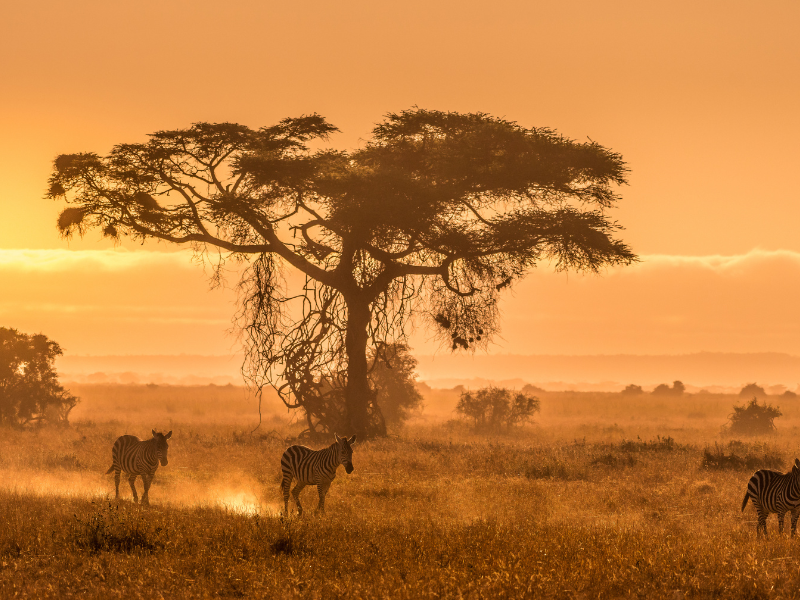 FROM MASAI MARA TO MOMBASA — 8